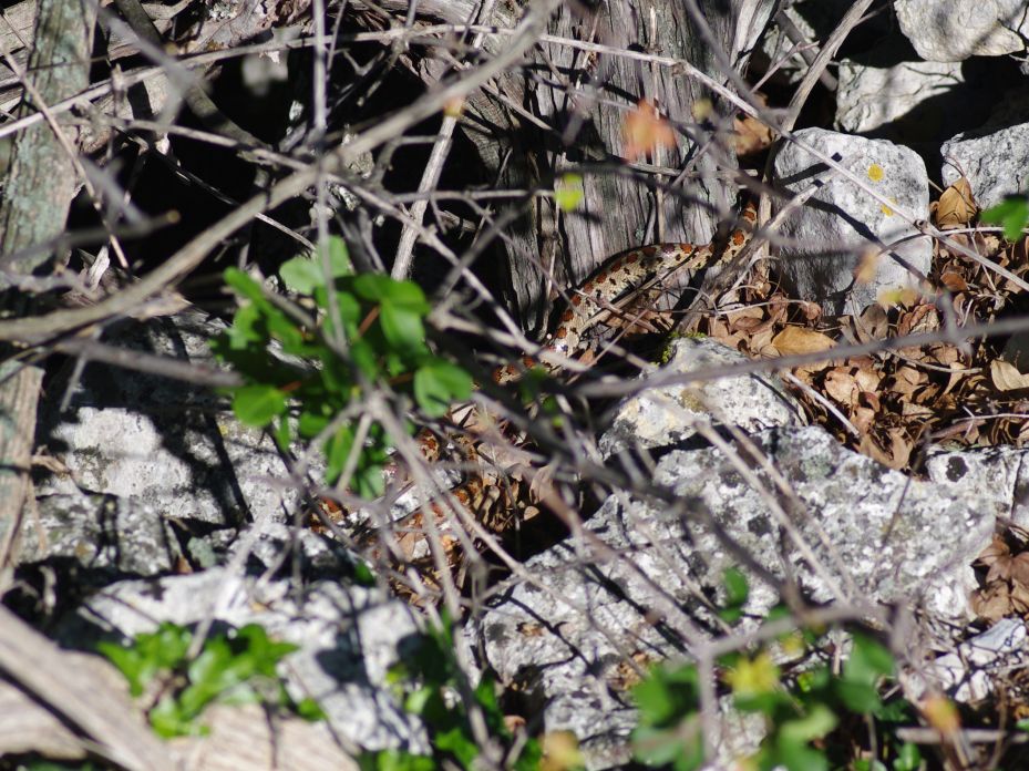 colubro leopardino (Zamenis situla, var. lineata)